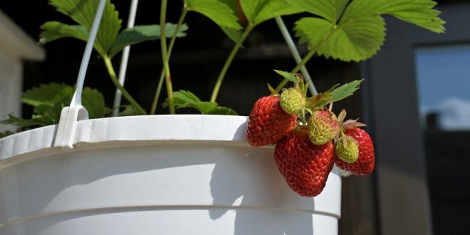Tips menanam stroberi