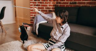 tips bermain bersama kucing